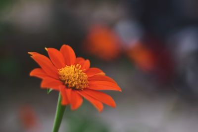 Close-up of orange flower against blurred background