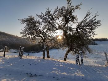 Trees on snow covered field against sky