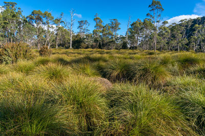 Scenic view of grassy field against sky