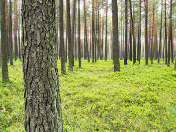 Pine trees in forest