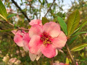 Close-up of pink flower blooming outdoors