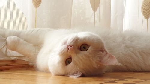 Portrait of white cat lying on floor at home