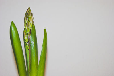 Close-up of plant against white background