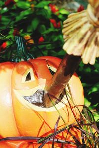 Close up of plant against blurred background