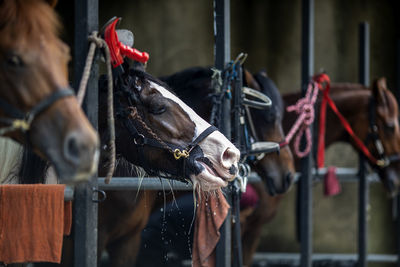 Close-up of horse in stable