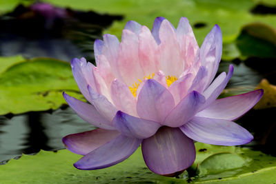 Close-up of water lily in lake