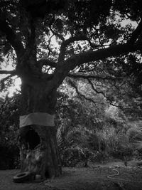 Trees in forest