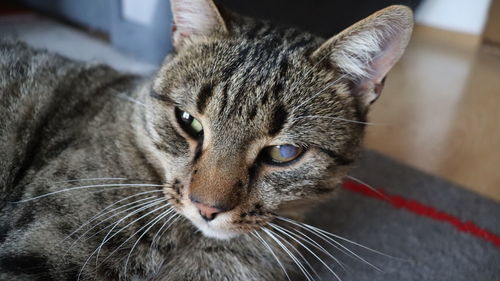 Close-up portrait of a cat