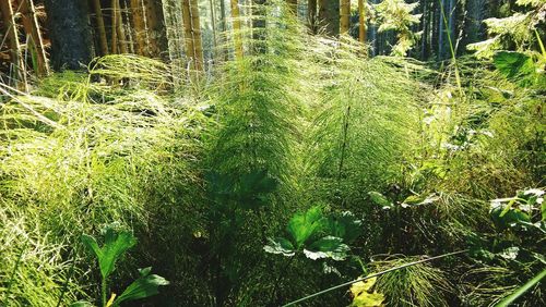 Close-up of plants growing on land