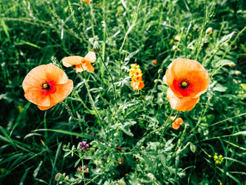 Close-up of flowers blooming in field