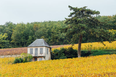 Plants growing on field against trees and yellow sky