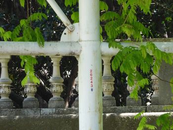 Plant growing on a tree