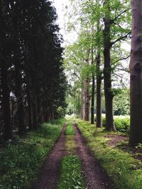 Pathway along trees in forest