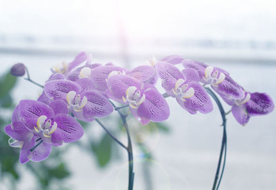 Close-up of purple flowering plant