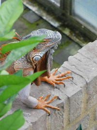 Close-up of a lizard