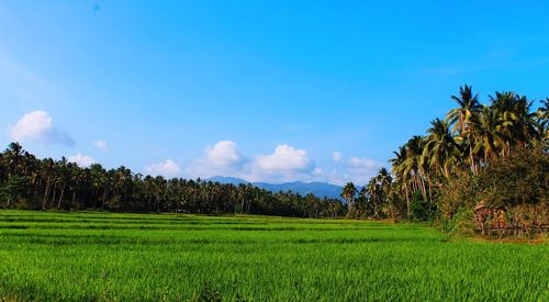 Scenic view of field against cloudy sky