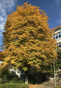 Low angle view of tree by building against sky during autumn