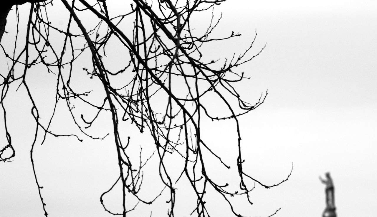 LOW ANGLE VIEW OF BRANCHES AGAINST CLEAR SKY