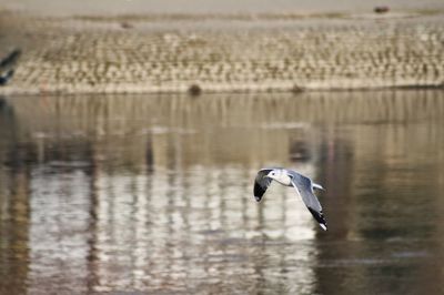 Bird on lake