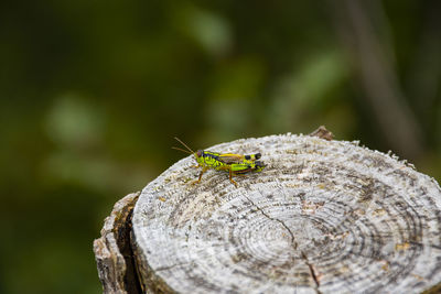 Close-up of insect on wood in forest