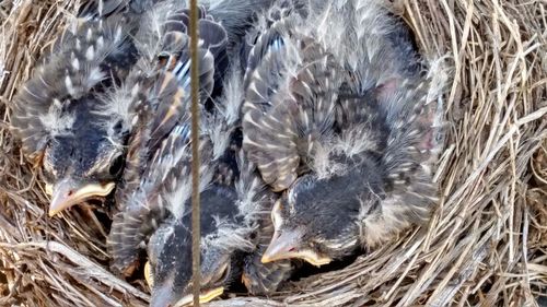 Close-up of birds in nest