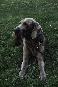 Dog looking away on field