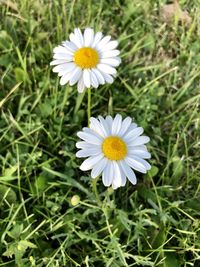 Close-up of white daisy flower on field