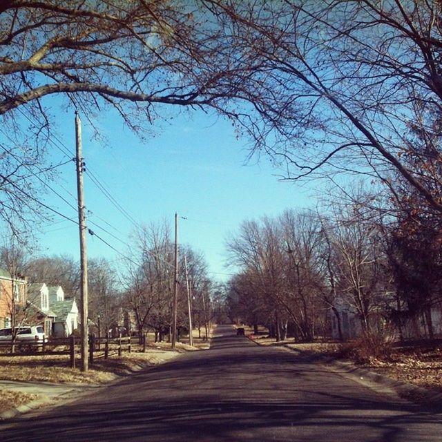 tree, the way forward, clear sky, bare tree, transportation, road, diminishing perspective, street, built structure, building exterior, branch, treelined, architecture, city, empty, car, vanishing point, street light, sky, footpath