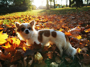 Portrait of a dog on ground during autumn