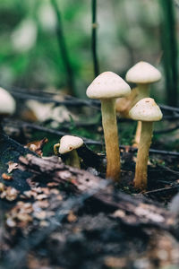 Close-up of mushroom growing on field