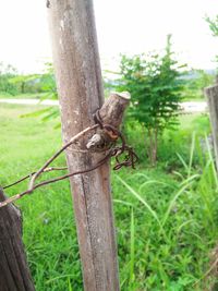 Close-up of lizard on tree trunk