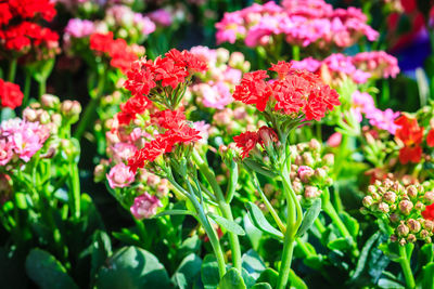 Close-up of red flowering plants