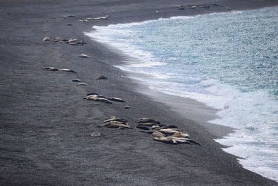 Sea elephant laying on the beach