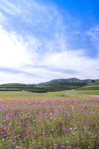 Scenic view of flowering plants on field against sky