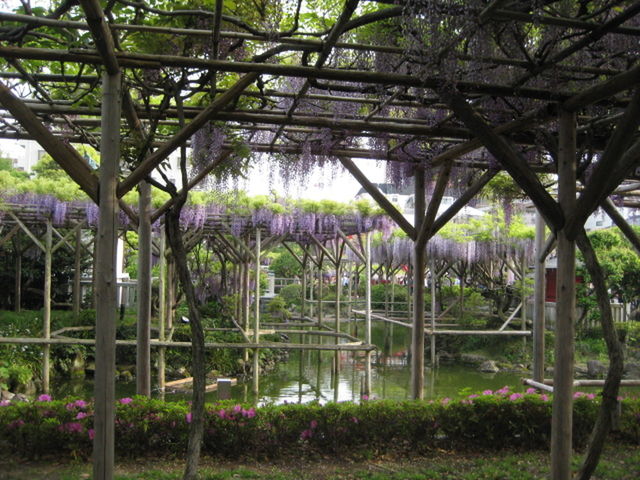 VIEW OF TREES IN PARK