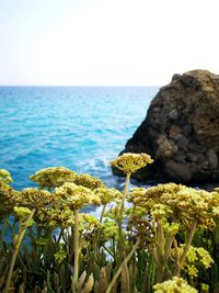 Scenic view of sea against clear sky