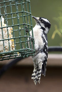 Downey woodpecker sits on the outside a suet feeder.