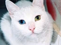 animal themes, one animal, close-up, indoors, pets, domestic animals, portrait, animal head, looking at camera, animal eye, domestic cat, mammal, cat, animal body part, whisker, cute, focus on foreground, white color, selective focus, feline