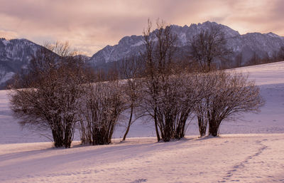 Trees on snow covered landscape