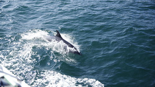 High angle view of horse in sea