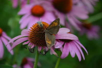 Close-up of butterfly on purple flower