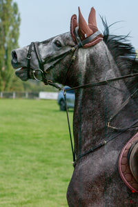 Close-up of horse on field against sky