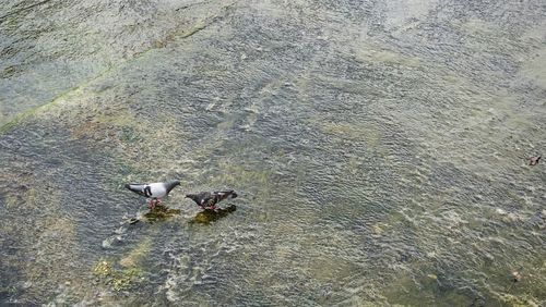 High angle view of bird flying over water