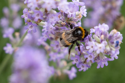 Close-up of butterfly pollinating on purple flower