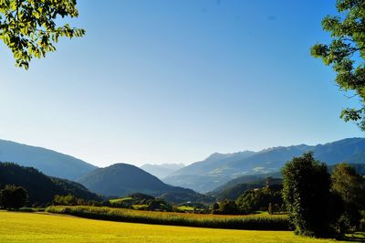 Scenic view of field against clear sky