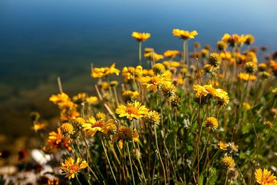 Close-up of yellow flowers blooming in field