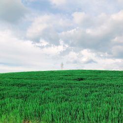 Scenic view of agricultural field against sky