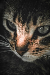 Close-up portrait of a cat