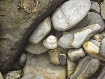 Close-up of lizard on rock