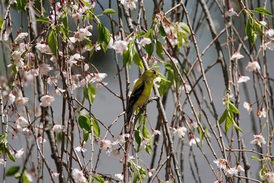 Close-up of bird perching on tree